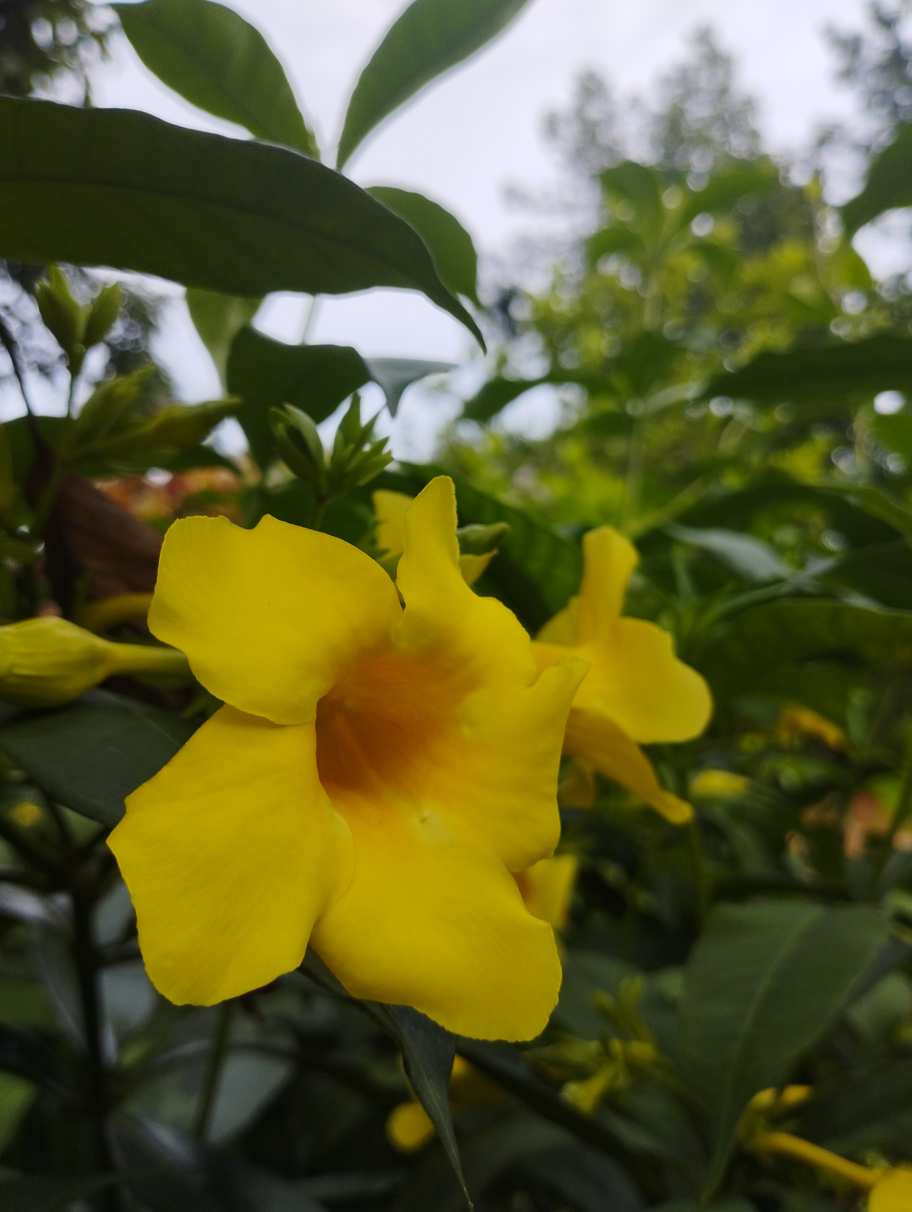 Images