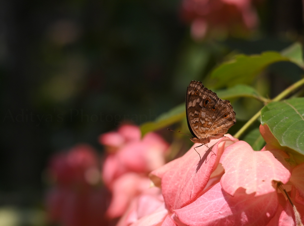 Images