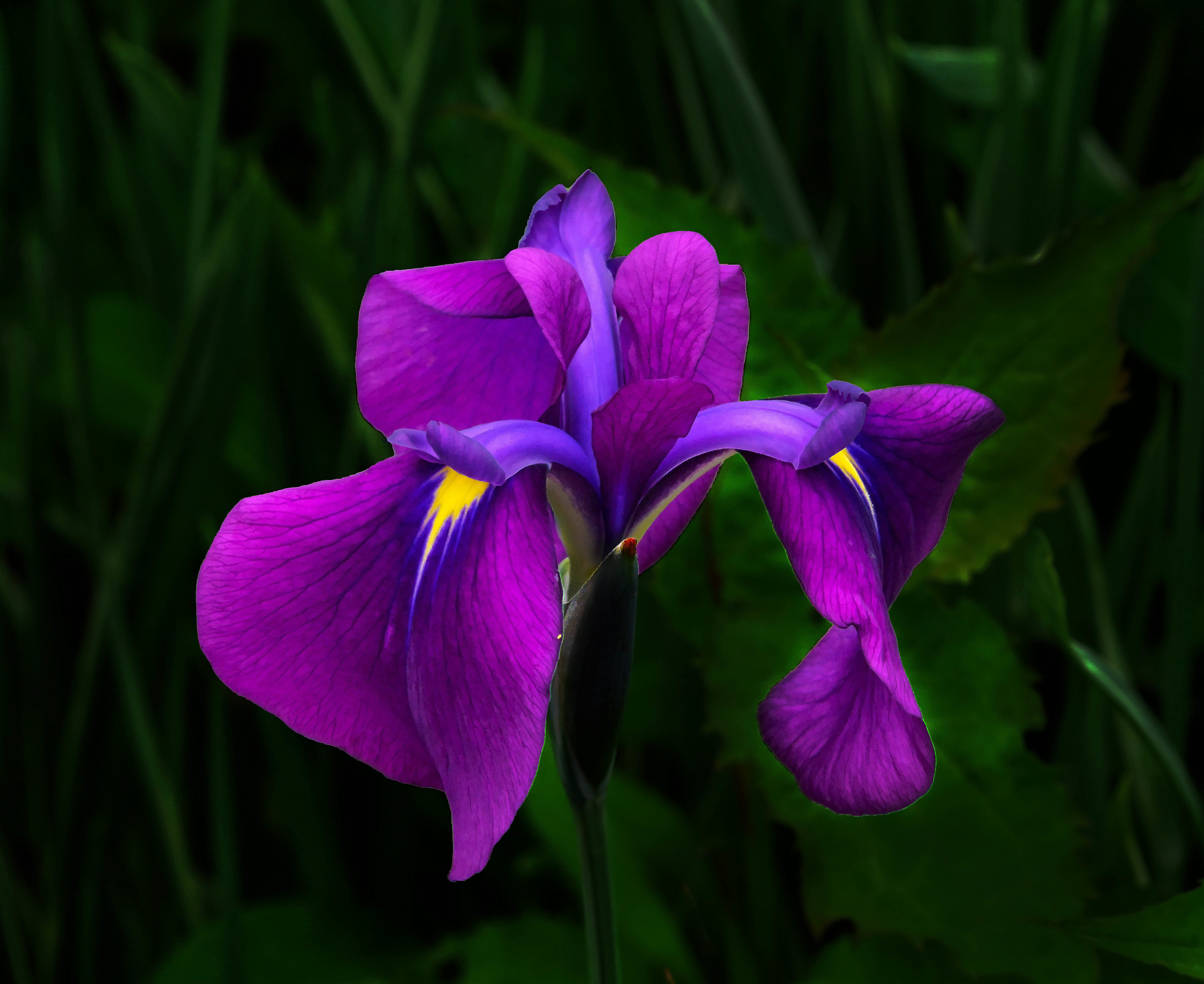 Images
