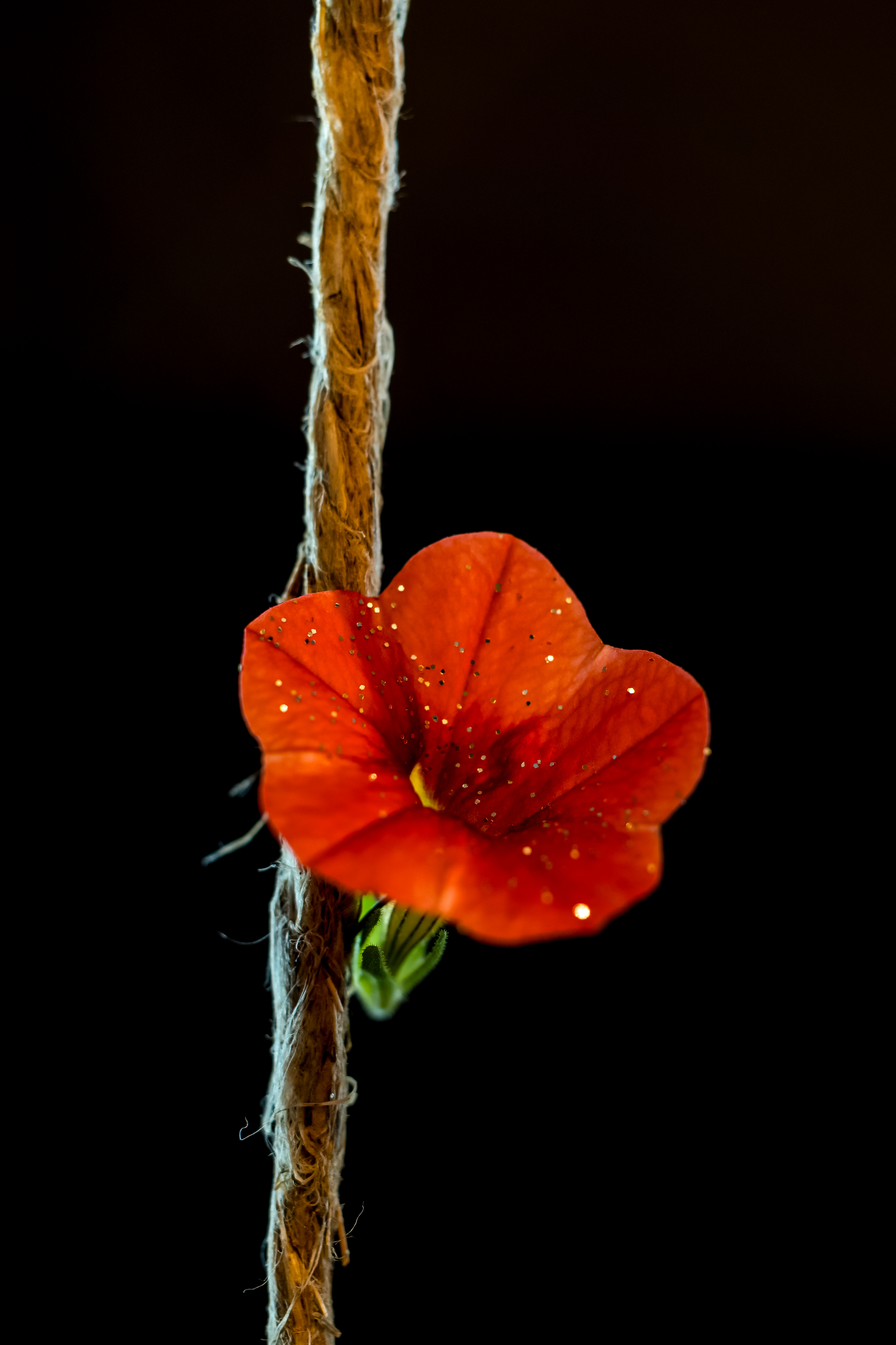 Images
